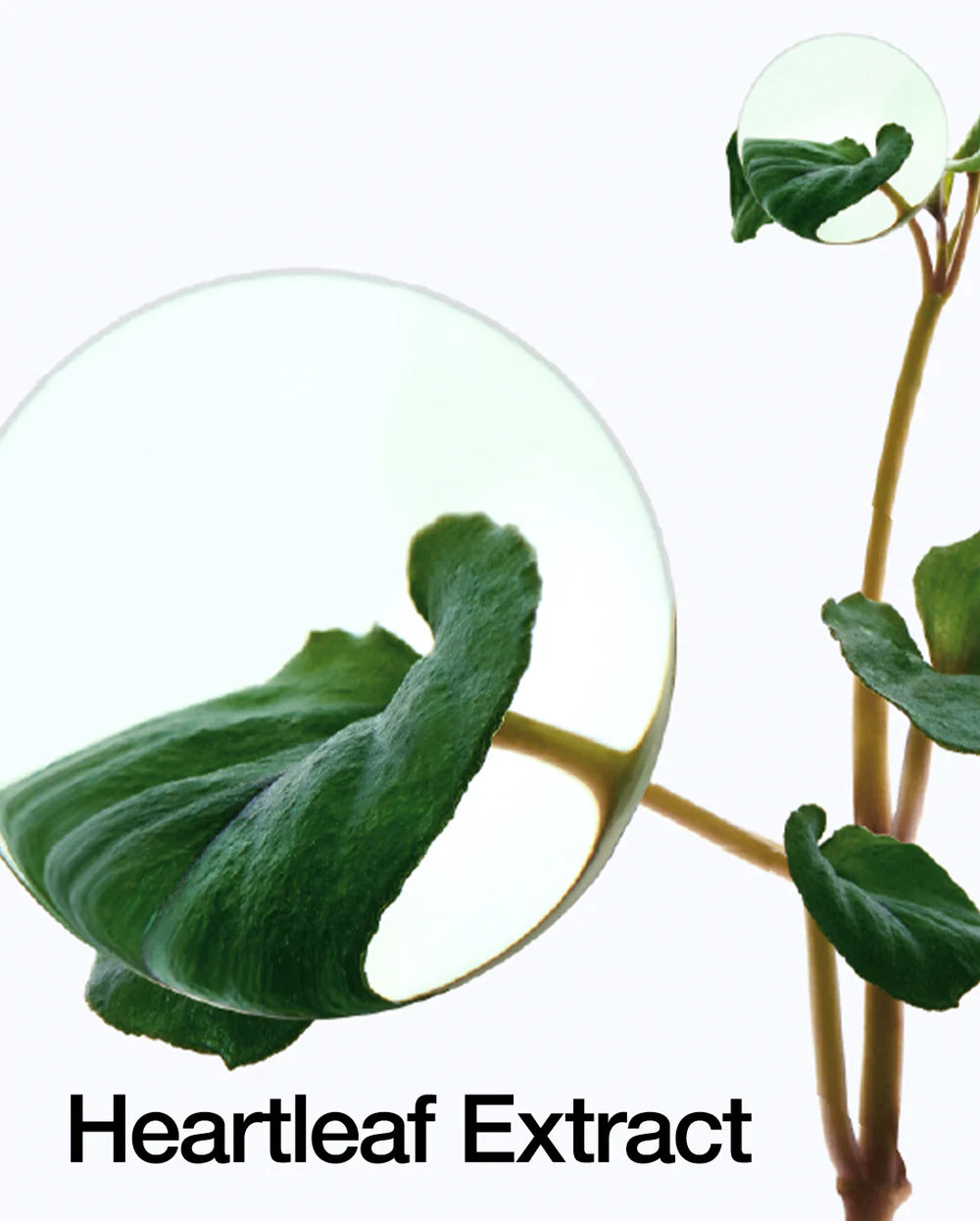 watery toner formulated with 77% Heartleaf Extract